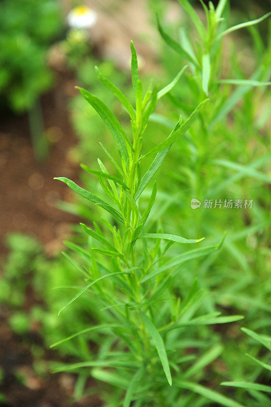 新鲜龙蒿/蒿属植物